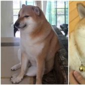 Emocional Shiba inu se convirtió en una estrella de memes sobre la diferencia de las generaciones