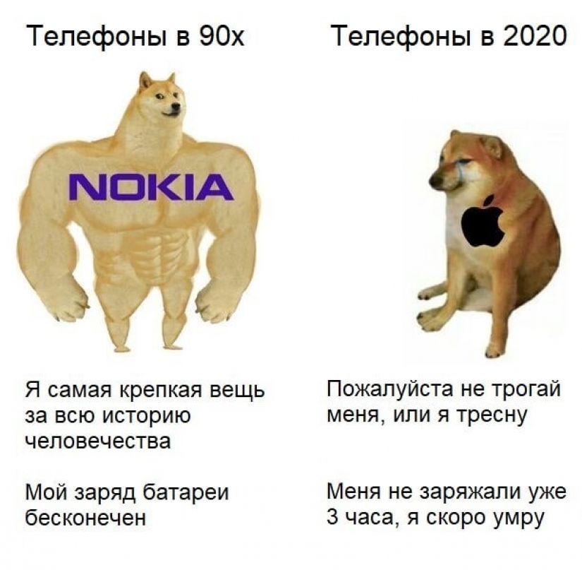 Emocional Shiba inu se convirtió en una estrella de memes sobre la diferencia de las generaciones