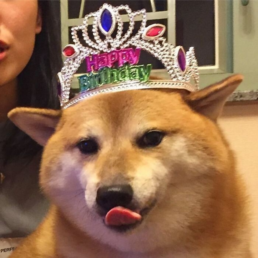 Emocional Shiba inu se convirtió en una estrella de memes sobre la diferencia de las generaciones