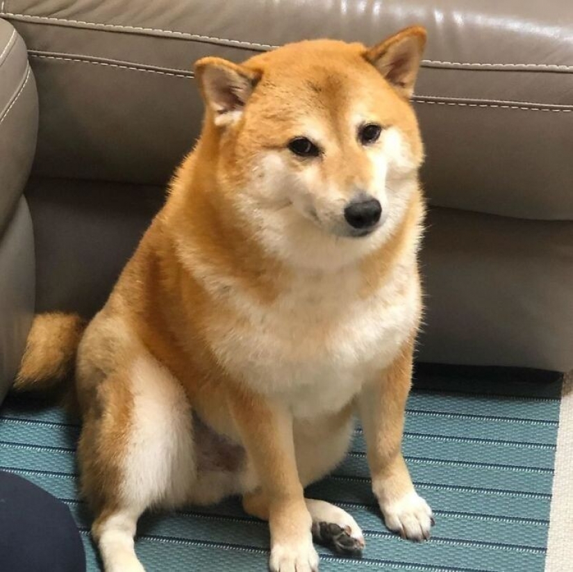 Emocional Shiba inu se convirtió en una estrella de memes sobre la diferencia de las generaciones