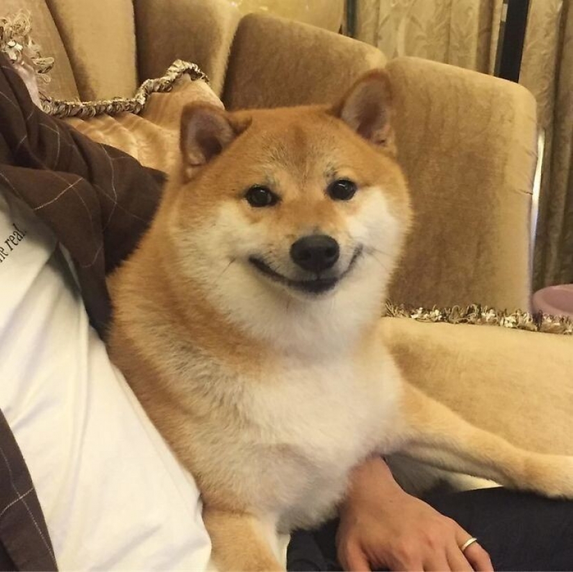 Emocional Shiba inu se convirtió en una estrella de memes sobre la diferencia de las generaciones