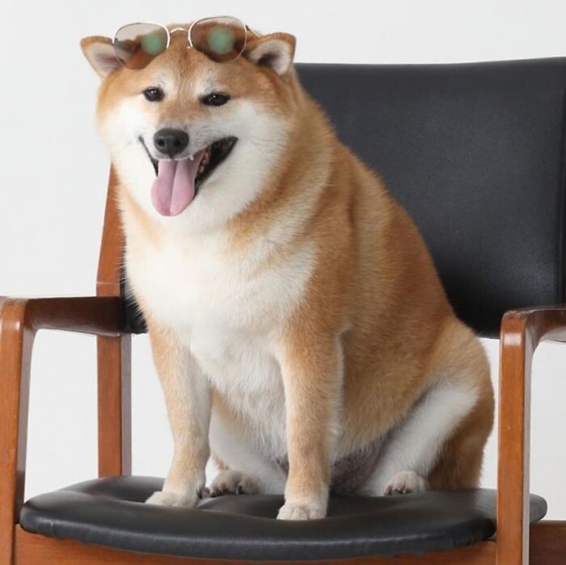 Emotional Shiba inu became a star of memes about the difference generations Emotional Shiba inu became a star of memes about the difference generations