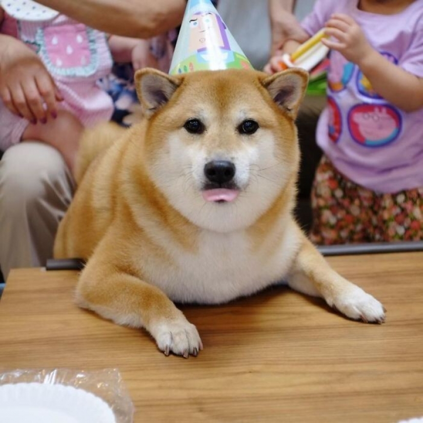 Emotional Shiba inu became a star of memes about the difference generations Emotional Shiba inu became a star of memes about the difference generations