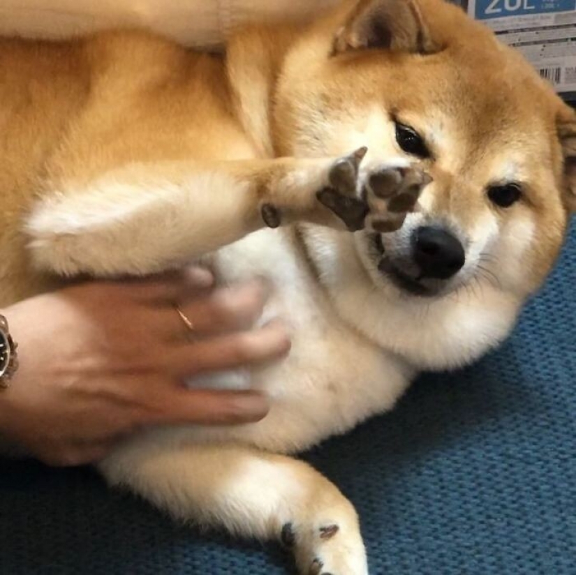 Emotional Shiba inu became a star of memes about the difference generations Emotional Shiba inu became a star of memes about the difference generations