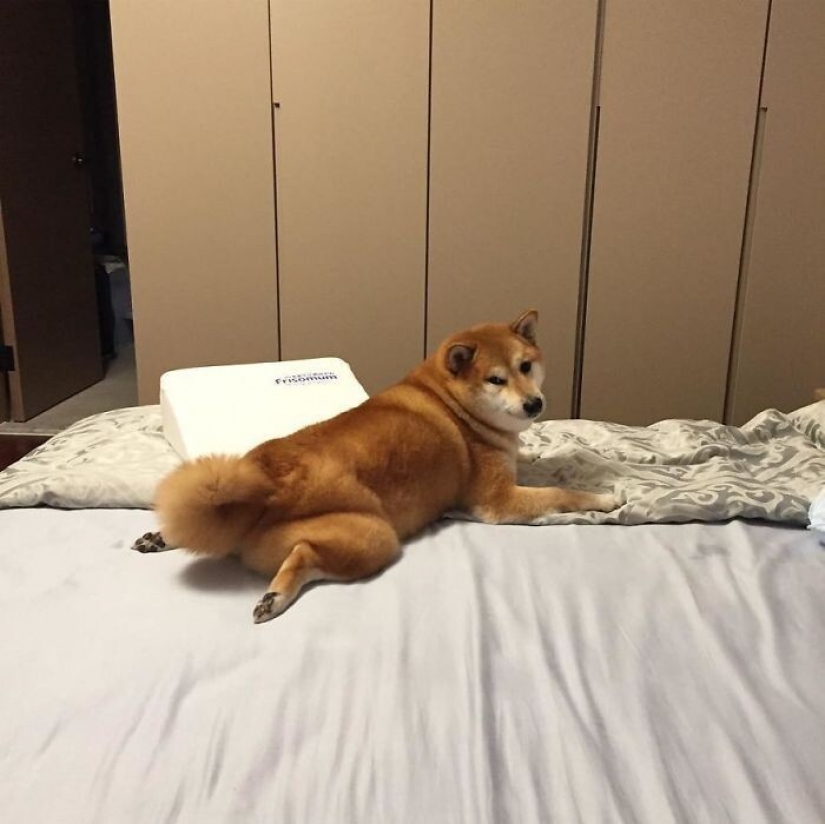 Emotional Shiba inu became a star of memes about the difference generations Emotional Shiba inu became a star of memes about the difference generations