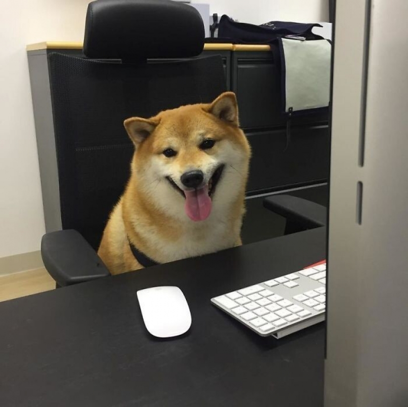 Emotional Shiba inu became a star of memes about the difference generations Emotional Shiba inu became a star of memes about the difference generations