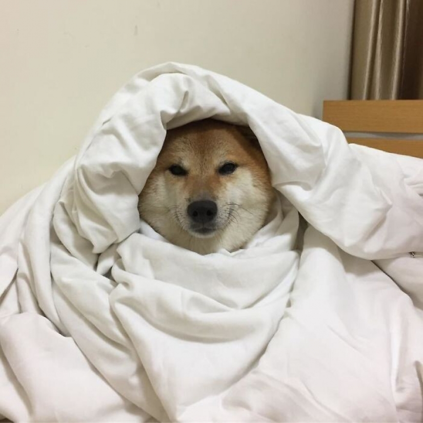 Emotional Shiba inu became a star of memes about the difference generations Emotional Shiba inu became a star of memes about the difference generations
