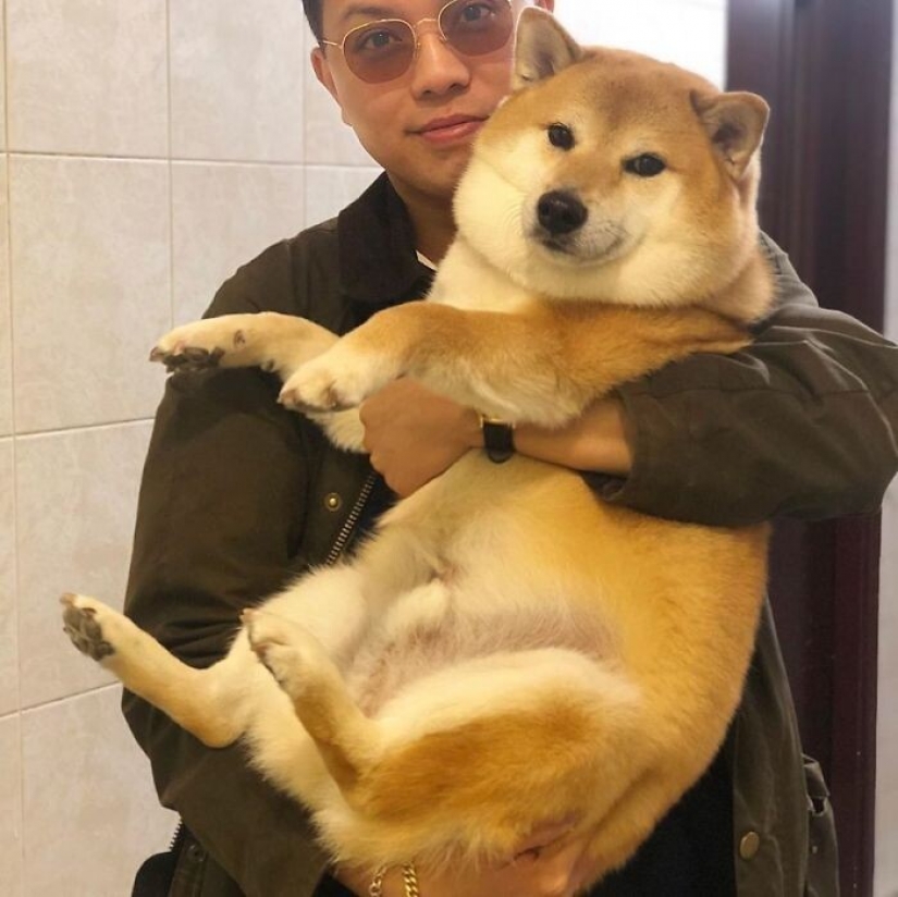 Emotional Shiba inu became a star of memes about the difference generations Emotional Shiba inu became a star of memes about the difference generations