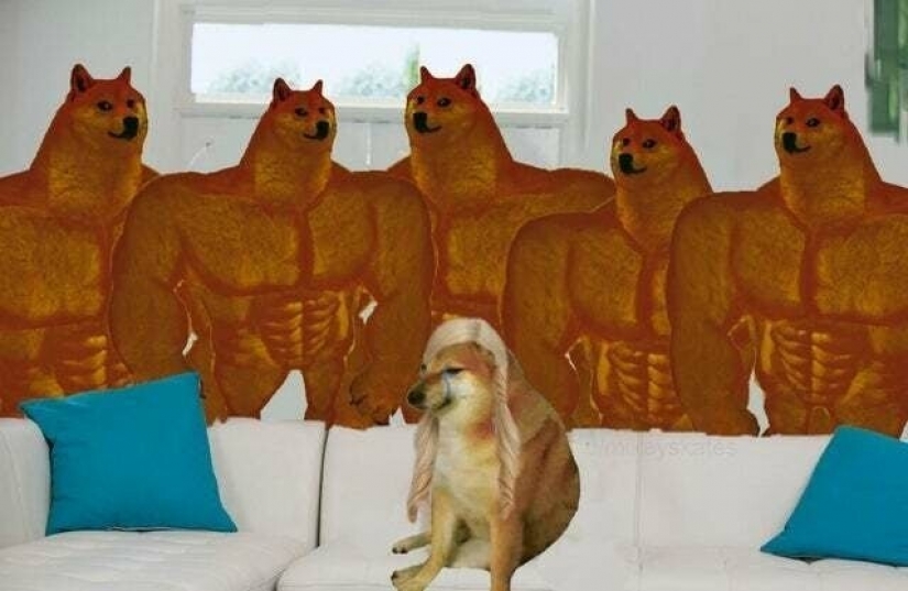 Emotional Shiba inu became a star of memes about the difference generations Emotional Shiba inu became a star of memes about the difference generations