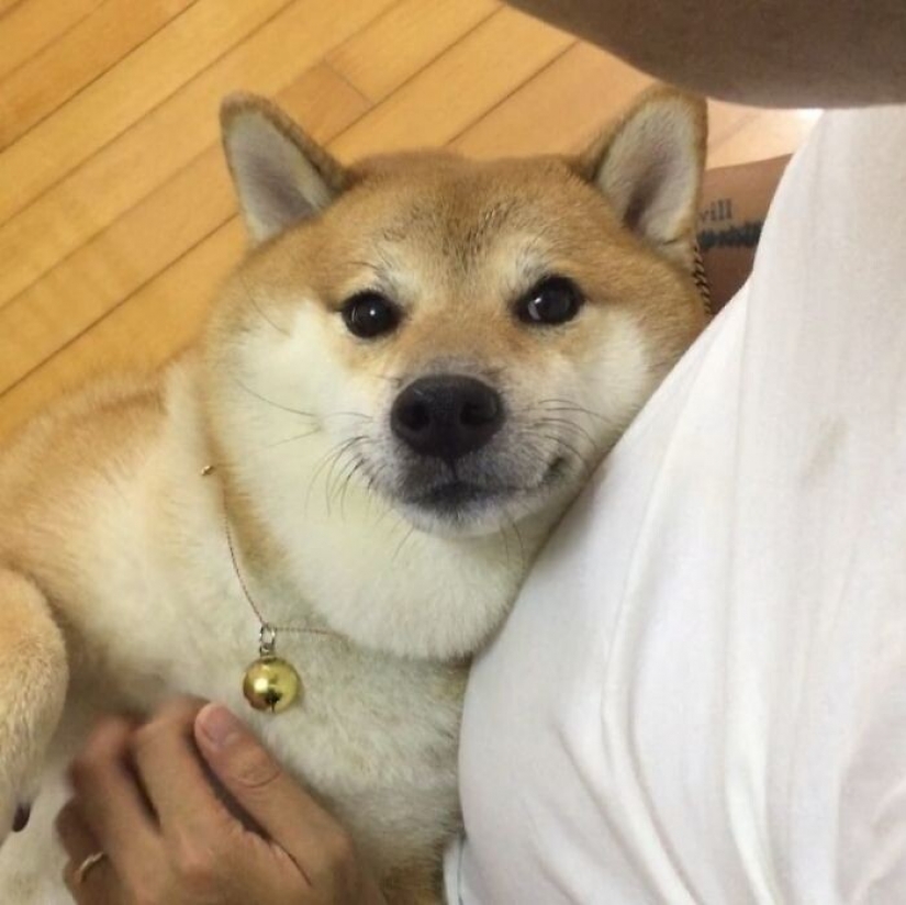 Emotional Shiba inu became a star of memes about the difference generations Emotional Shiba inu became a star of memes about the difference generations