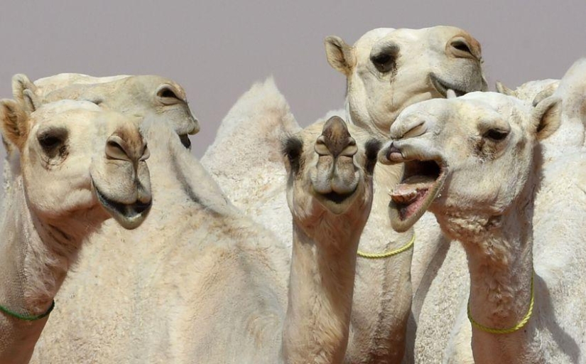 En Arabia Saudita, los camellos en un concurso de belleza fueron descalificados debido al botox
