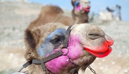 En Arabia Saudita, los camellos en un concurso de belleza fueron descalificados debido al botox En Arabia Saudita, los camellos en un concurso de belleza fueron descalificados debido al botox