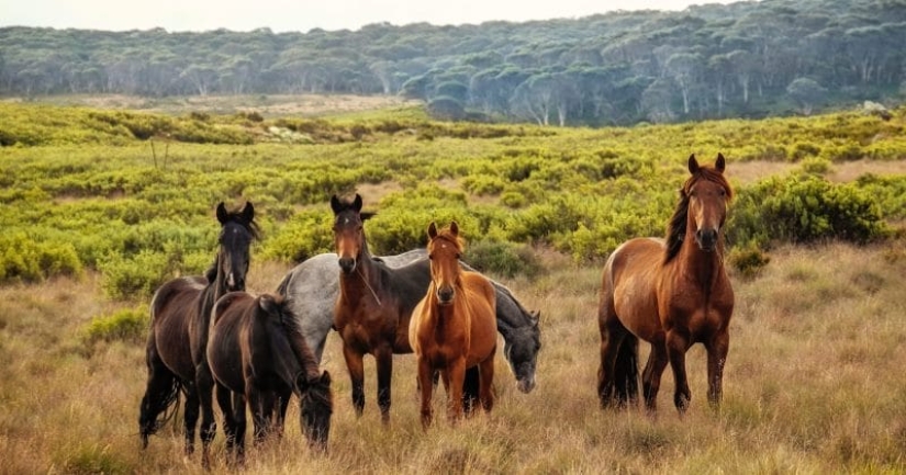 En Australia, van a matar a 11 mil caballos para salvar la naturaleza En Australia, van a matar a 11 mil caballos para salvar la naturaleza