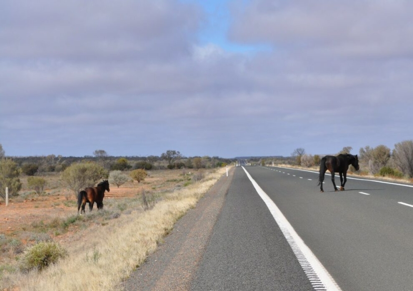 En Australia, van a matar a 11 mil caballos para salvar la naturaleza En Australia, van a matar a 11 mil caballos para salvar la naturaleza