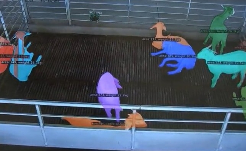 En China, comenzaron a luchar contra el incesto entre cabras usando una red neuronal En China, comenzaron a luchar contra el incesto entre cabras usando una red neuronal