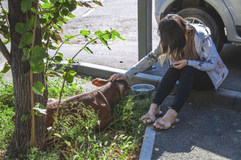 En Dnipro, un huésped de los Estados Unidos mantuvo un ternero y un cerdo en un apartamento alquilado En Dnipro, un huésped de los Estados Unidos mantuvo un ternero y un cerdo en un apartamento alquilado