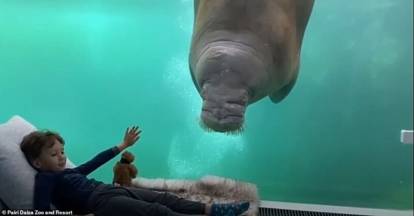 En el Belga zoológico abrió habitaciones con vistas a los animales salvajes