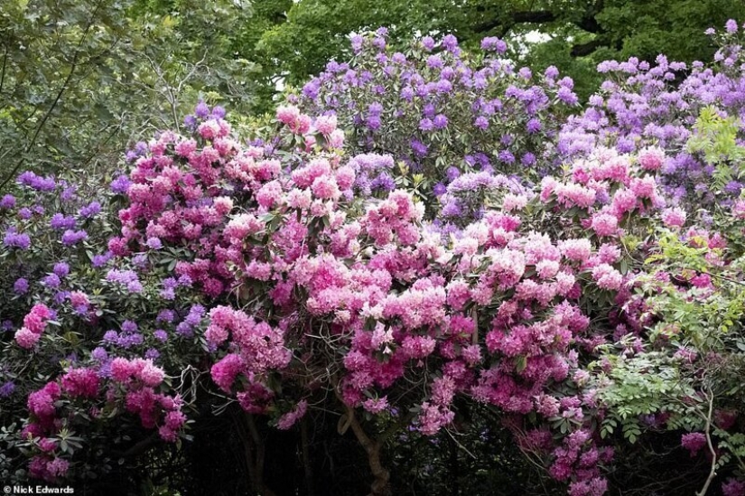 En gran Bretaña, los rododendros bloom y es increíblemente hermoso