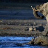En Polonia, los elefantes serán tratados para el estrés con marihuana, pero el efecto tendrá que esperar mucho tiempo