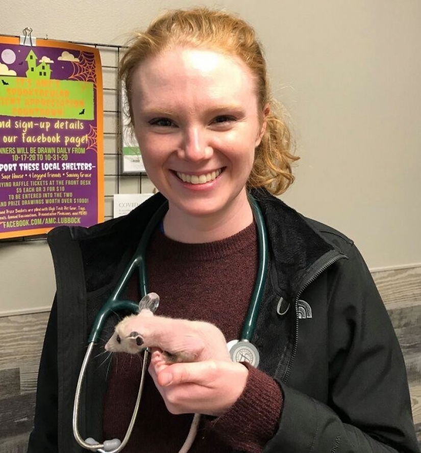 En Texas, los buenos samaritanos tejen suéteres para una zarigüeya calva En Texas, los buenos samaritanos tejen suéteres para una zarigüeya calva