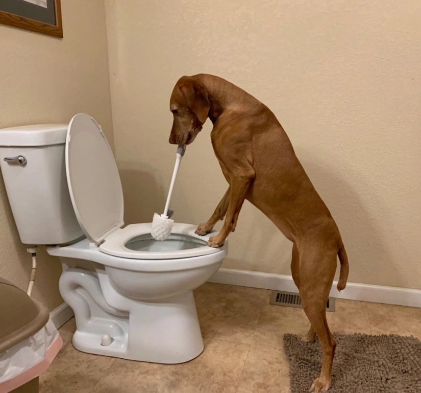 En todas las patas maestro: cómo los perros ayudan a su amante limpiar la casa En todas las patas maestro: cómo los perros ayudan a su amante limpiar la casa