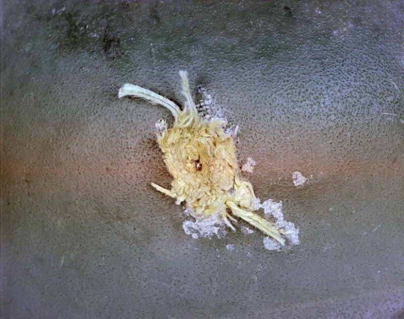 Equipo experimental para el Ejército de EE.UU., que fue desarrollado en 1970-1990 Equipo experimental para el Ejército de EE.UU., que fue desarrollado en 1970-1990