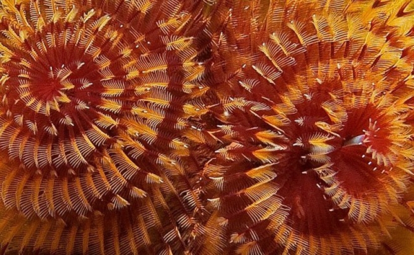 Esta criatura marina se parece mucho a un árbol de Navidad. Esta criatura marina se parece mucho a un árbol de Navidad.
