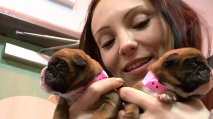 Esta pareja reproducido con éxito su perro después de su muerte Esta pareja reproducido con éxito su perro después de su muerte