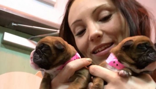 Esta pareja reproducido con éxito su perro después de su muerte