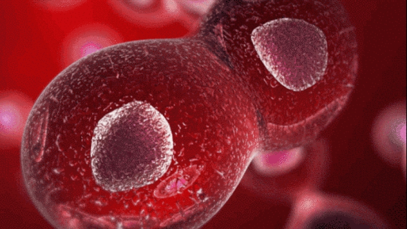 Esta pareja reproducido con éxito su perro después de su muerte Esta pareja reproducido con éxito su perro después de su muerte