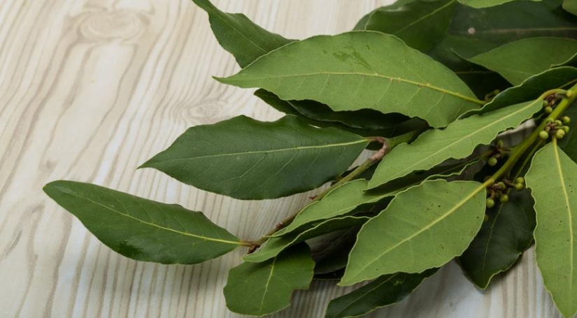 Estas son las principales especialidades que deben estar en toda cocina Estas son las principales especialidades que deben estar en toda cocina