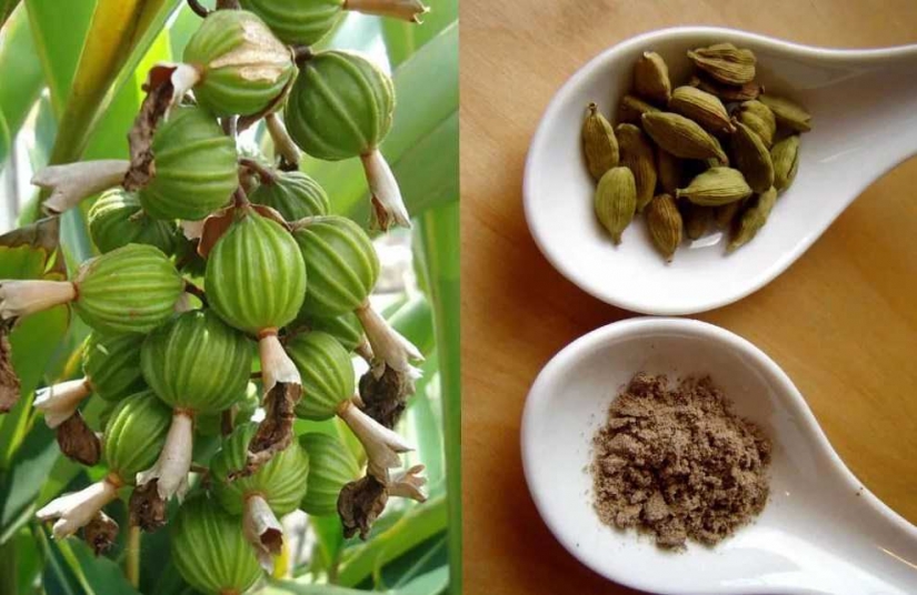 Estas son las principales especialidades que deben estar en toda cocina Estas son las principales especialidades que deben estar en toda cocina