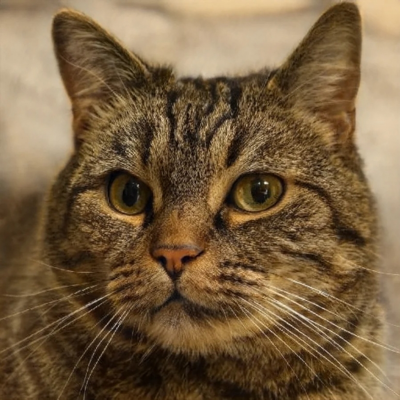 Este gato no existe! Las redes neuronales crean fotos de gatos falsos