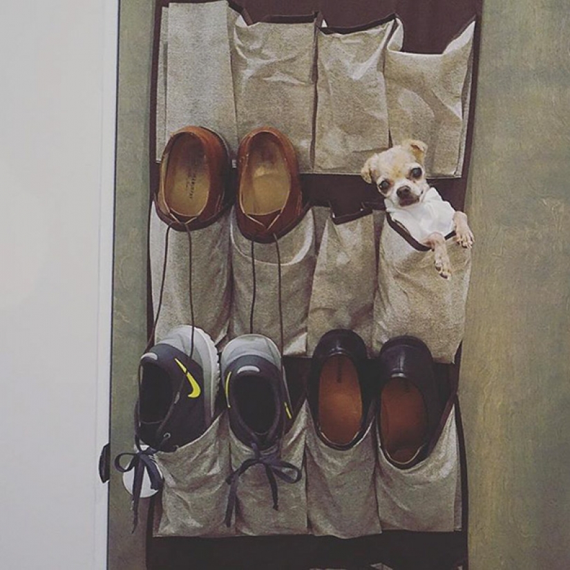 Este hombre albergaba animales viejos y enfermos