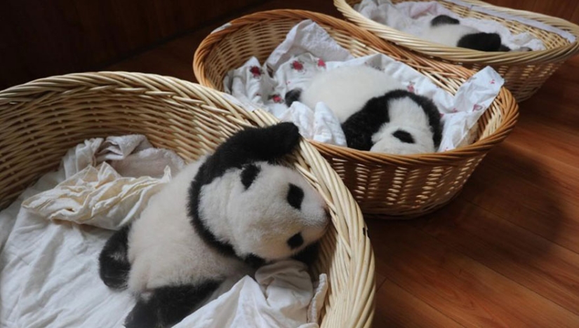 ¡Estos bebés panda te harán morir de emoción!