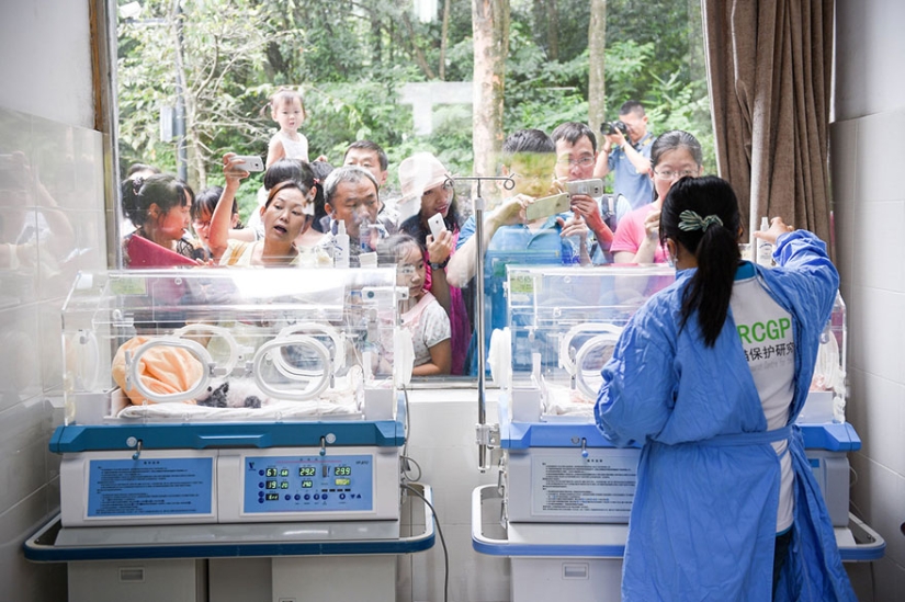 ¡Estos bebés panda te harán morir de emoción!