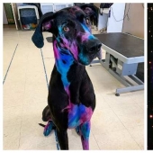 Etérea belleza: una chica de la pintura de mi perro para que él ve como una galaxia