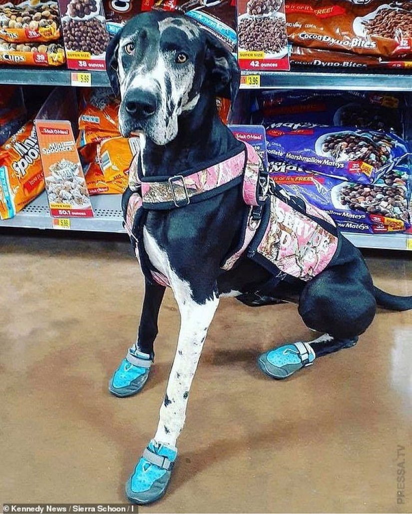 Etérea belleza: una chica de la pintura de mi perro para que él ve como una galaxia Etérea belleza: una chica de la pintura de mi perro para que él ve como una galaxia