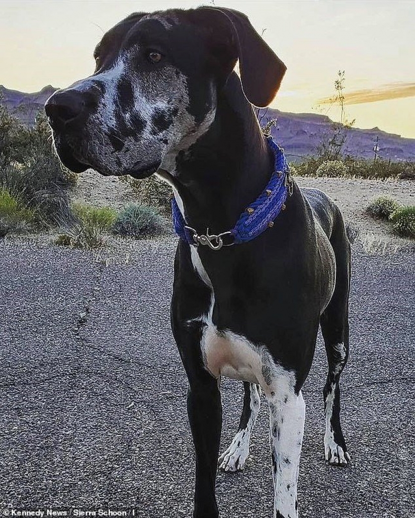 Etérea belleza: una chica de la pintura de mi perro para que él ve como una galaxia Etérea belleza: una chica de la pintura de mi perro para que él ve como una galaxia