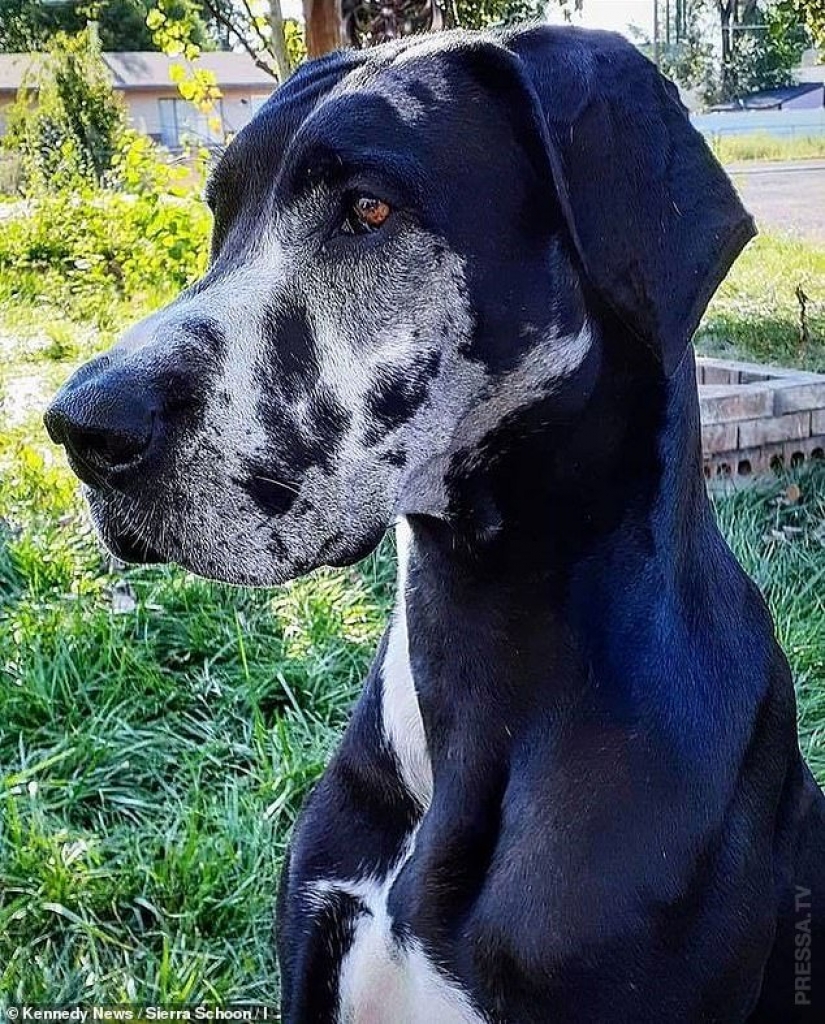 Ethereal beauty: a girl paint my dog so that he looks like a galaxy