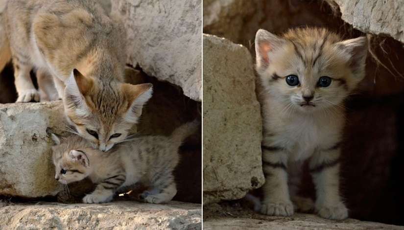 Even as you get older, these cats look like kittens. And kittens too look like kittens Even as you get older, these cats look like kittens. And kittens too look like kittens