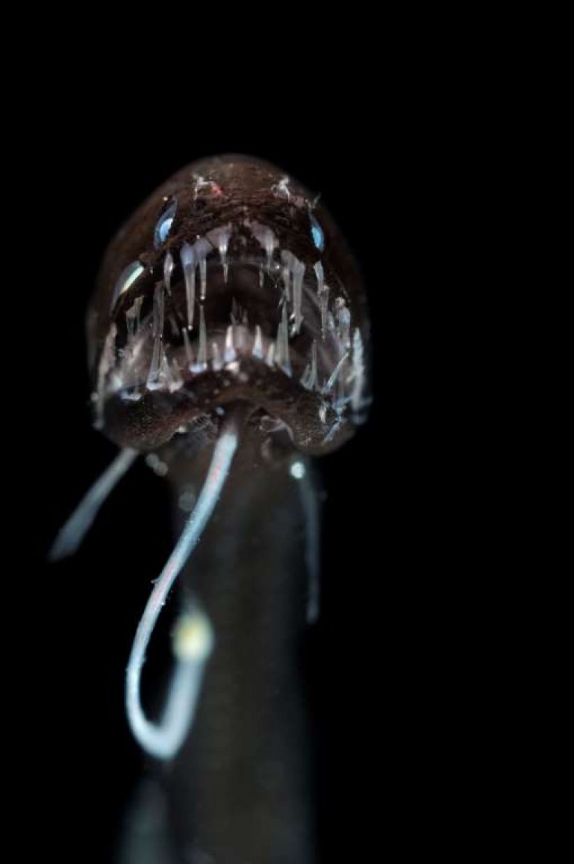 Evil slips under the water. The most terrible sea creatures