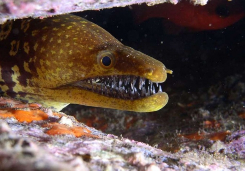 Evil slips under the water. The most terrible sea creatures