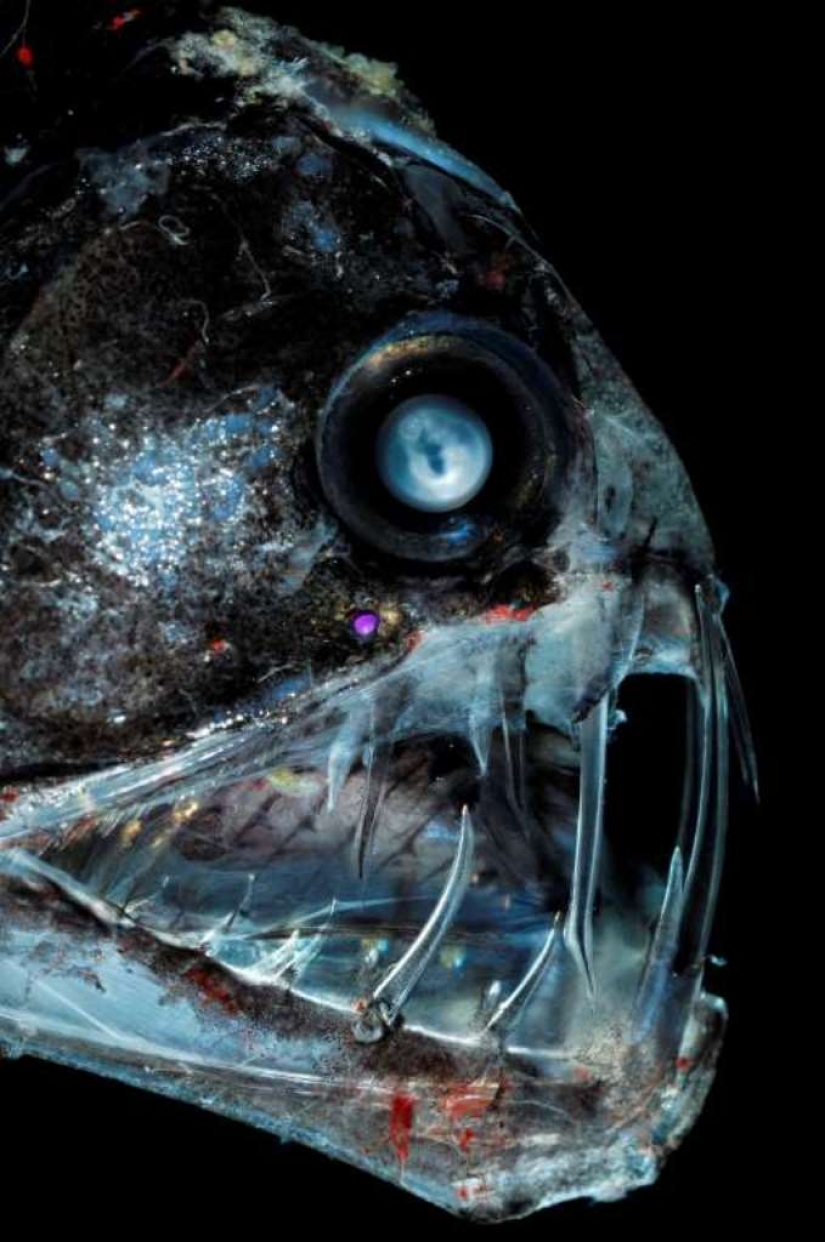 Evil slips under the water. The most terrible sea creatures