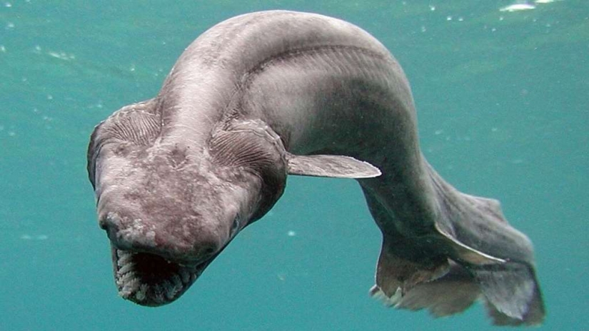 Evil slips under the water. The most terrible sea creatures