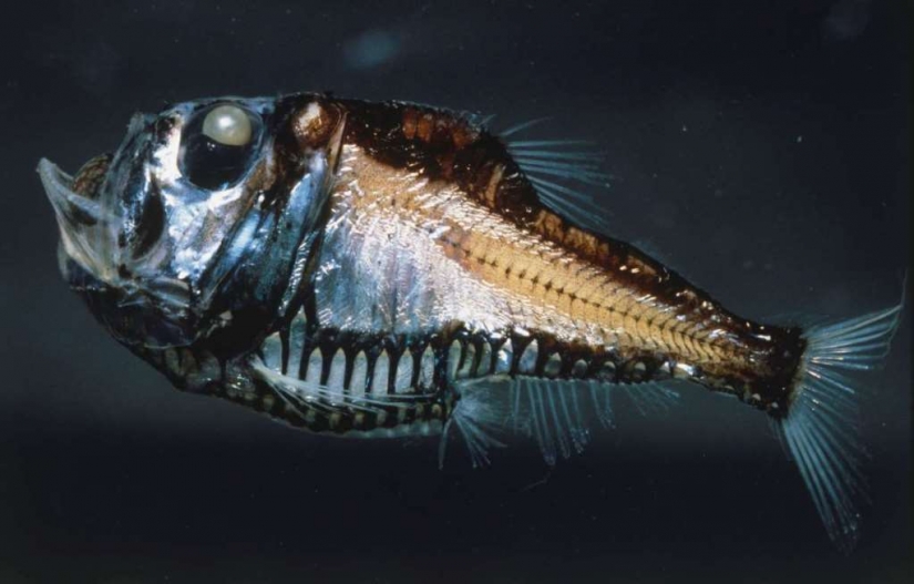 Evil slips under the water. The most terrible sea creatures