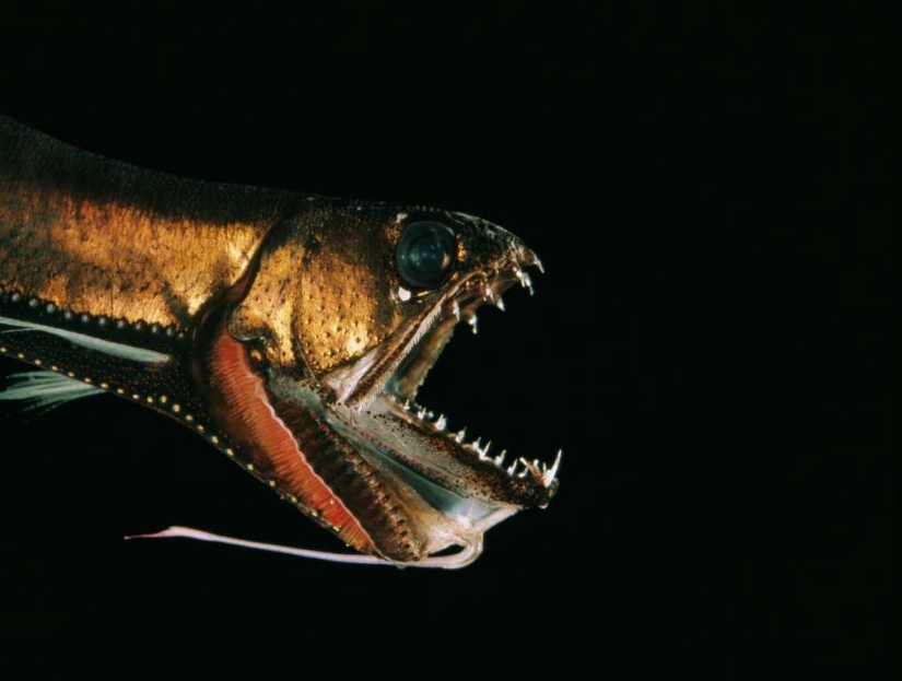 Evil slips under the water. The most terrible sea creatures