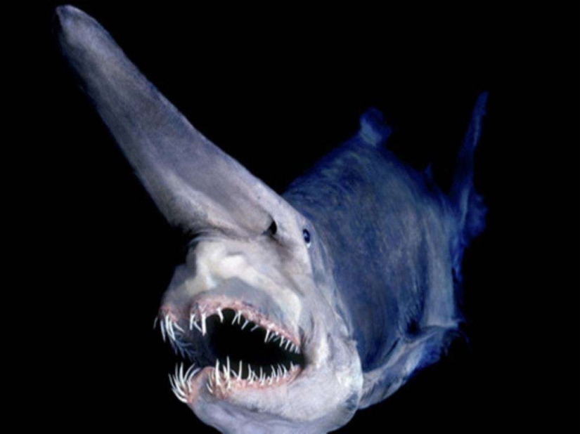 Evil slips under the water. The most terrible sea creatures