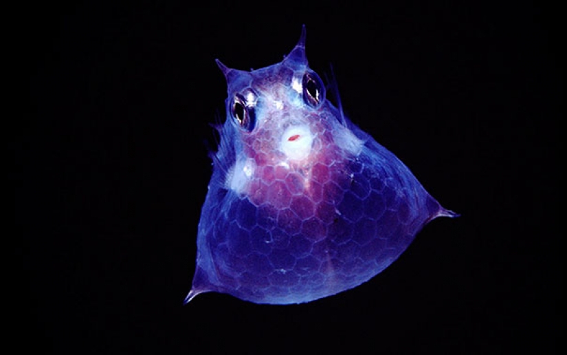 Fantastic beasts: transparent animals, whose existence is hard to believe