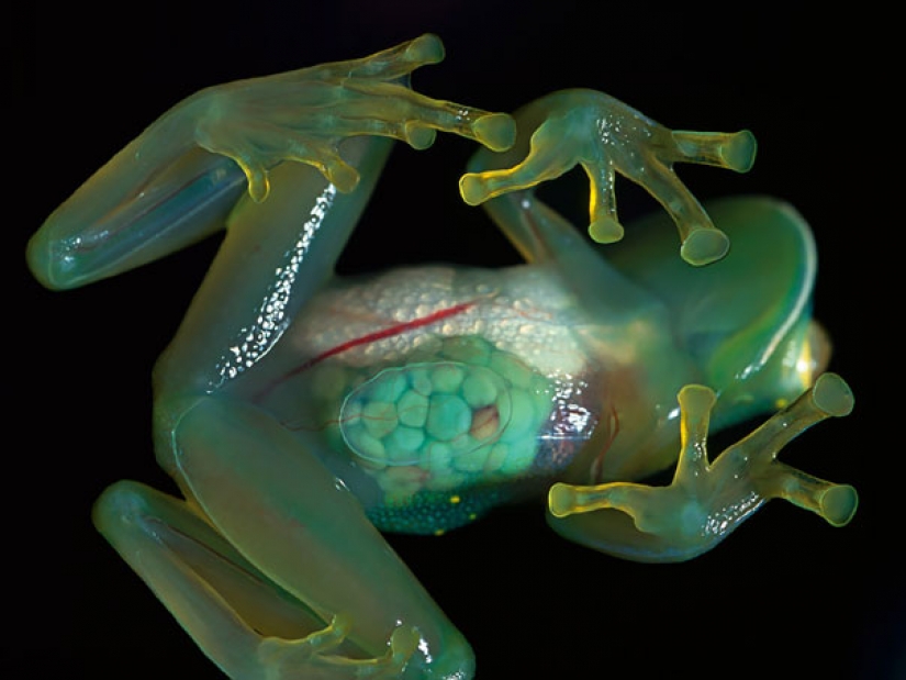 Fantastic beasts: transparent animals, whose existence is hard to believe